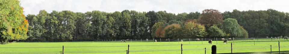 Zandhovebos_Manege